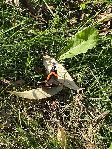 Red Admiral