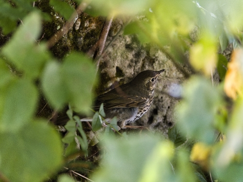 Song Thrush