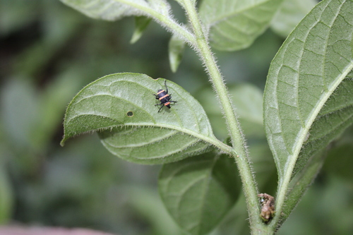Entyus auricinctus