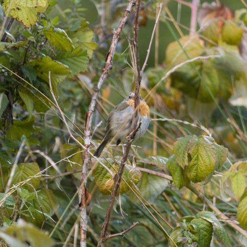European Robin
