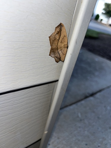 Large Maple Spanworm Moth