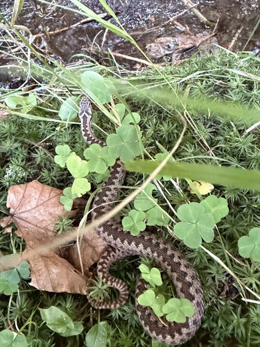 Adder