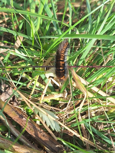Fox Moth