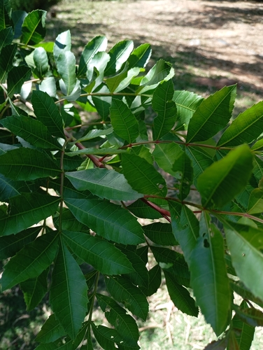 Brazilian pepper