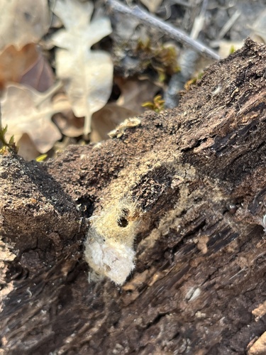 iNaturalist observation photo of Western Tussock Moth