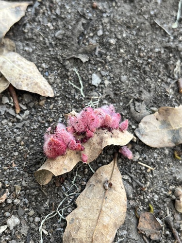 iNaturalist observation photo of Crystalline Gall Wasp