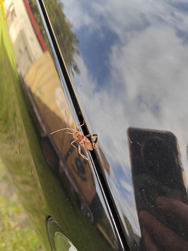 Western Conifer Seed Bug