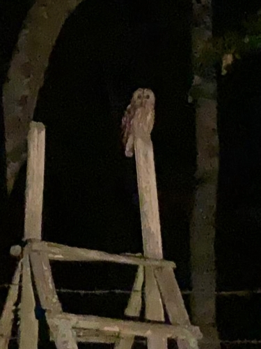 Tawny Owl