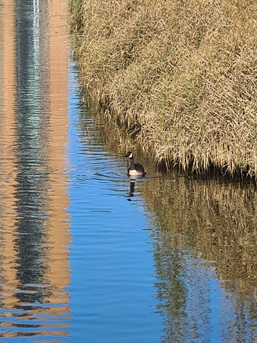 Canada Goose