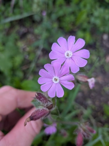 red campion