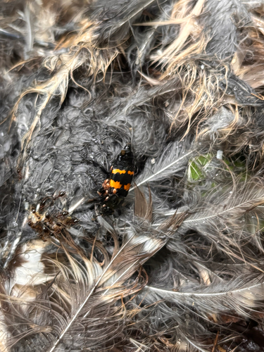 Tomentose Burying Beetle