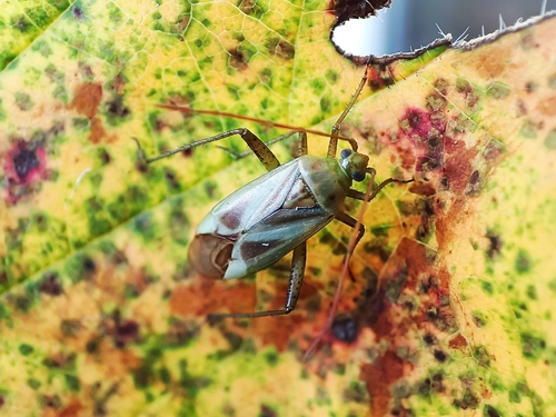Alfalfa Plant Bug