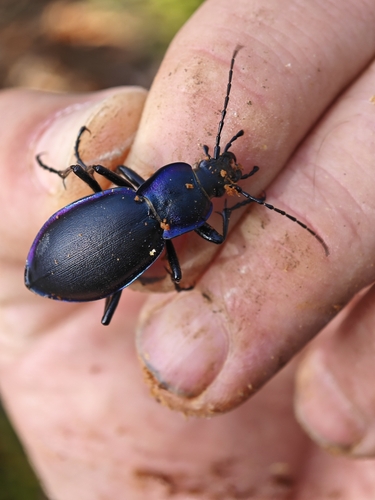 Violet ground beetle