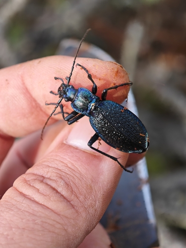 Blue Ground Beetle