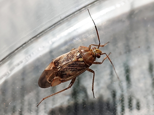 European Tarnished Plant Bug