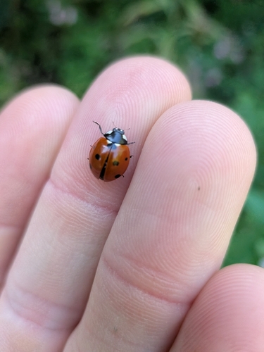 Seven-spotted Lady Beetle