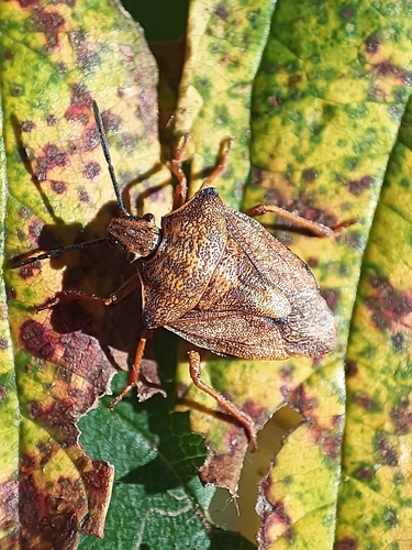 Black-shouldered Shieldbug