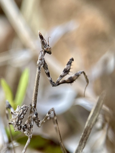 Mediterranean Conehead Mantis