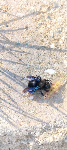 Violet Carpenter Bee