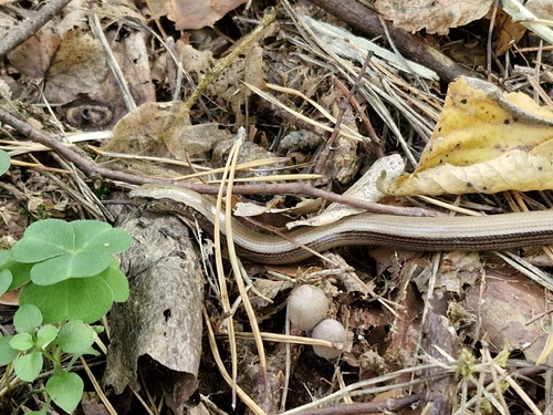 Common Slowworm