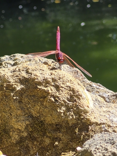 Violet Dropwing