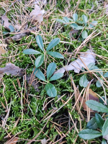 pipsissewa