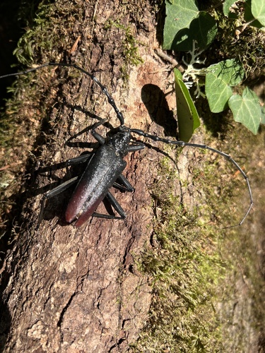 Great capricorn beetle