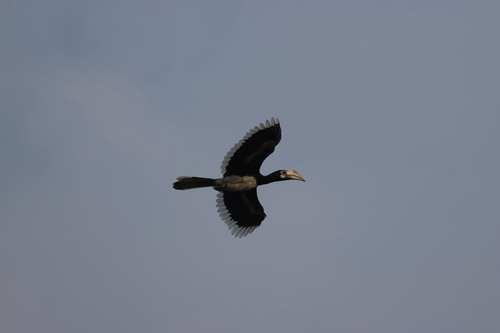 Oriental Pied Hornbill
