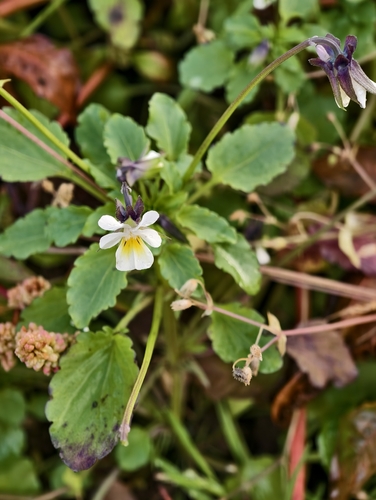 European field pansy