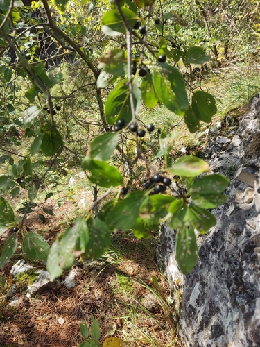 common buckthorn
