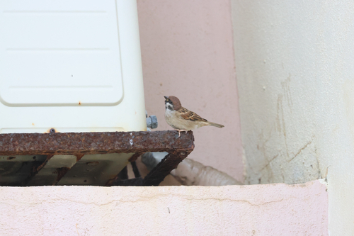 Eurasian Tree Sparrow