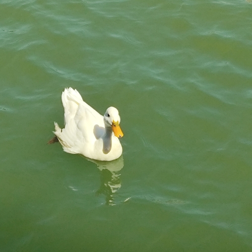 Domestic Mallard