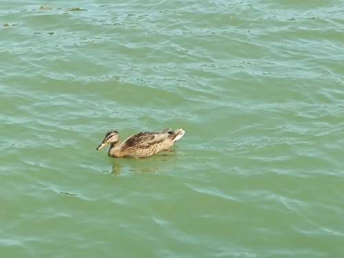 Mallard