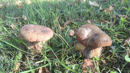 Lurid Bolete