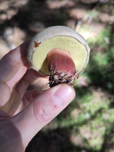 Bitter Beech Bolete