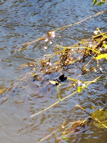 Banded Demoiselle