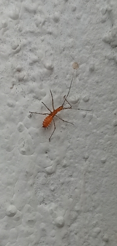 Leafhopper Assassin Bug