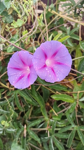 common morning-glory