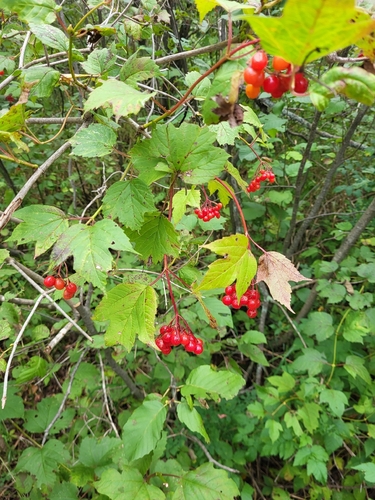 guelder-rose