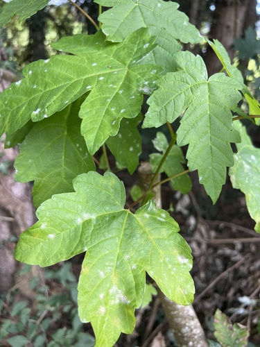Sawadaea bicornis