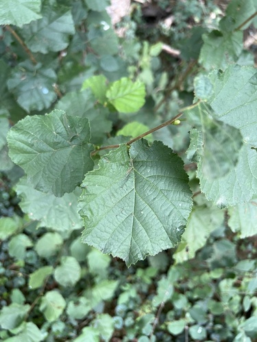 common hazel