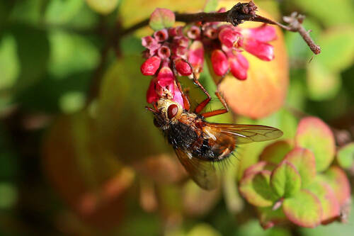 Common Tachinid