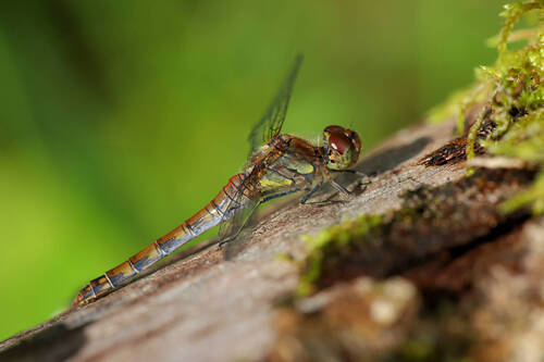 Common Darter