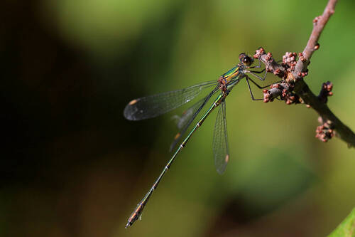 Western Willow Spreadwing