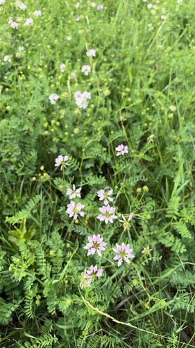 purple crownvetch
