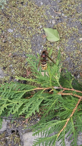 European Hornet