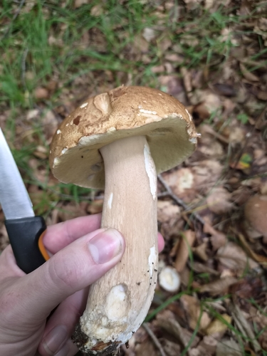 King Bolete
