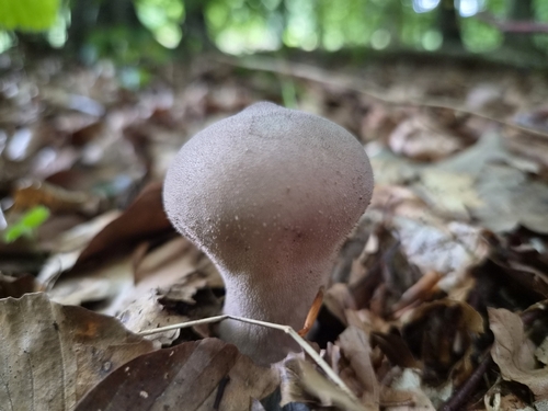 Pestle Puffball