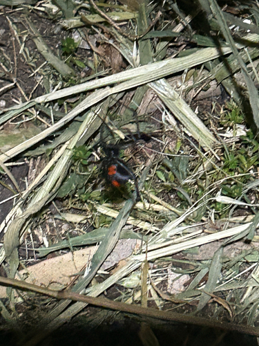 Redback Spider
