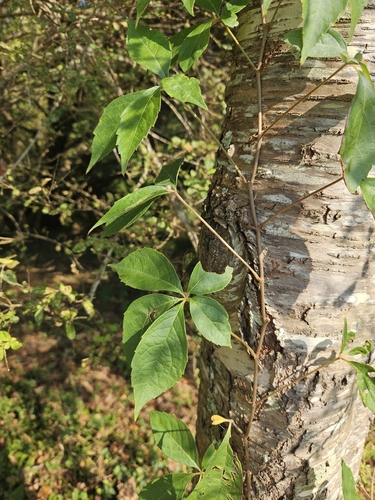 Virginia creeper
